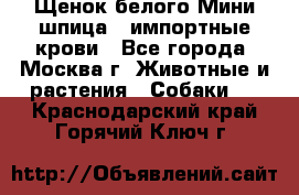 Щенок белого Мини шпица , импортные крови - Все города, Москва г. Животные и растения » Собаки   . Краснодарский край,Горячий Ключ г.